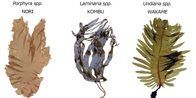 Algas cultivadas para consumo humano