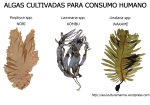 Algas cultivadas para consumo humano