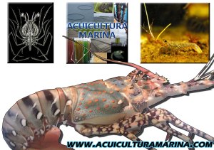 Fases de desarrollo langosta