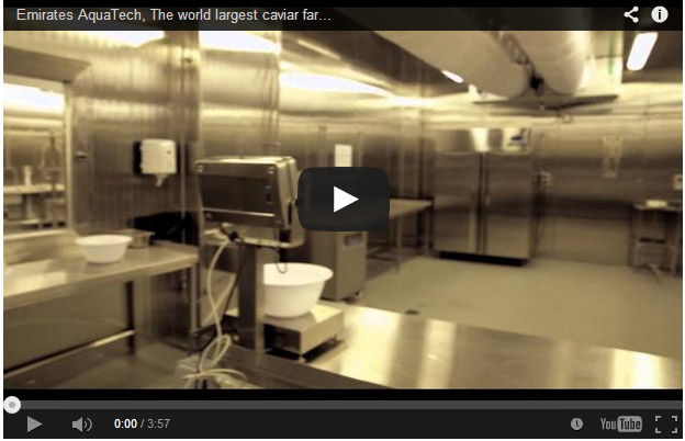 Granja de esturiones en Abu Dhabi