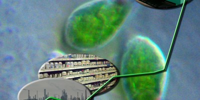 Aplicaciones industriales de las microalgas