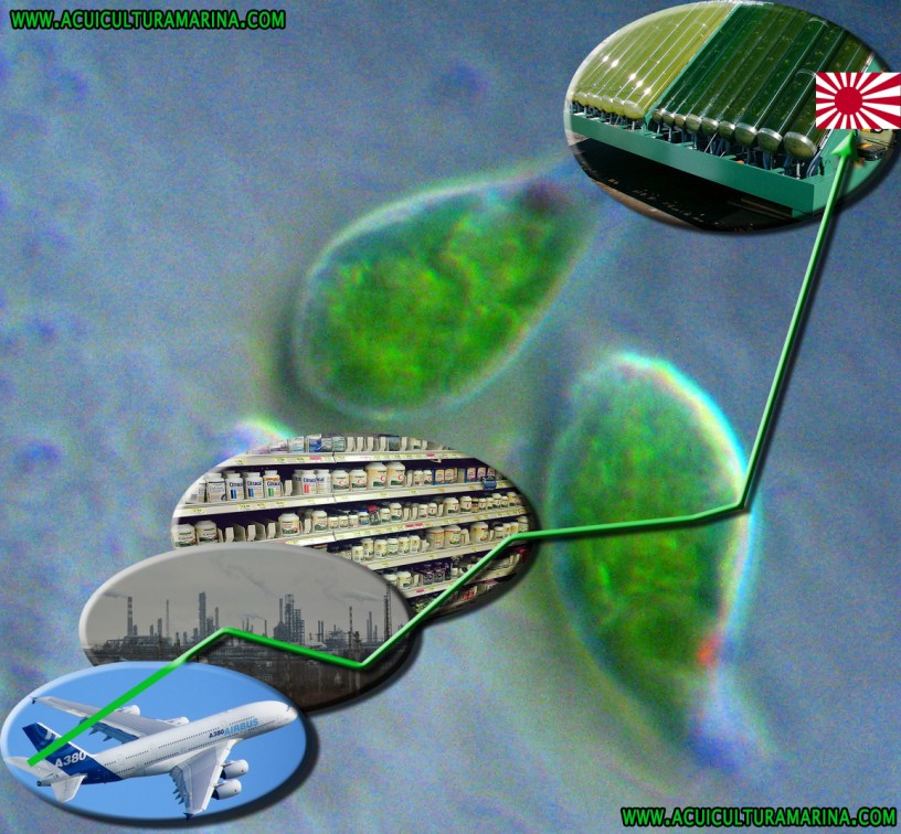 Aplicaciones industriales de las microalgas