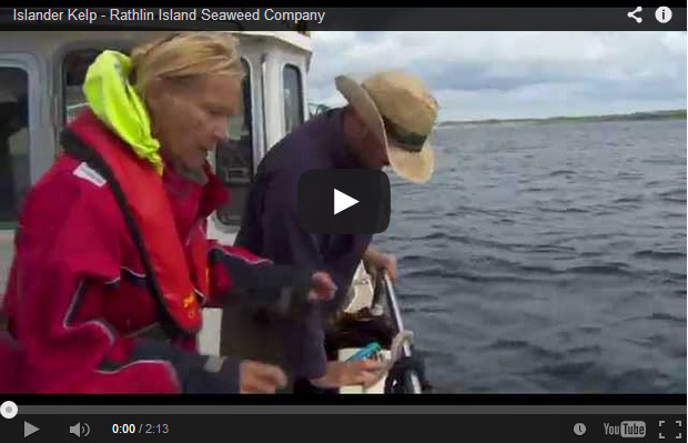 El cultivo de algas en Irlanda (kelp)