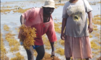 cultivo de algas en Tanzania