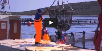 piscicultura marina offshore, empresa lider