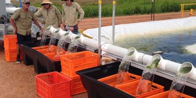 Depuradora de agua con algas