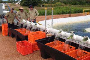 Depuradora de agua con algas