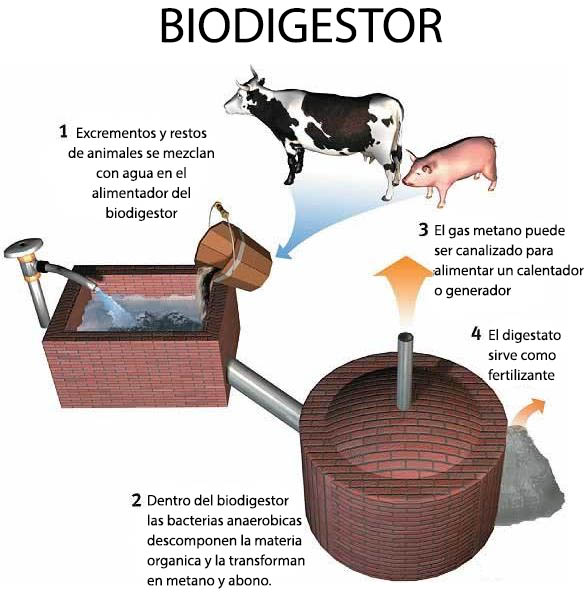 BIODIGESTOR-INFOGRAFIA