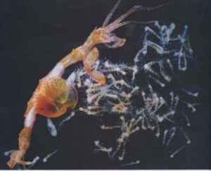 Los crustáceos caprélidos de la costa ibérica