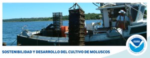 cultivo de moluscos offshore