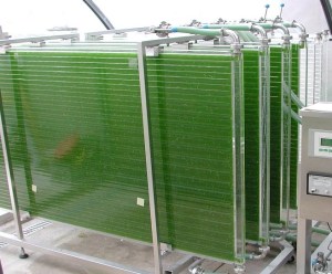 Cultivo de algas en fotobioreactor