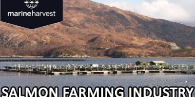 Guia de la industria salmonera 2014