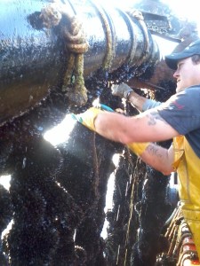 cultivo de mejillon en tubos