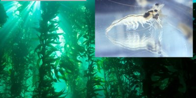 Inclusion de algas en la dieta de langostino