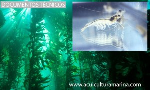 Inclusion de algas en la dieta de langostino