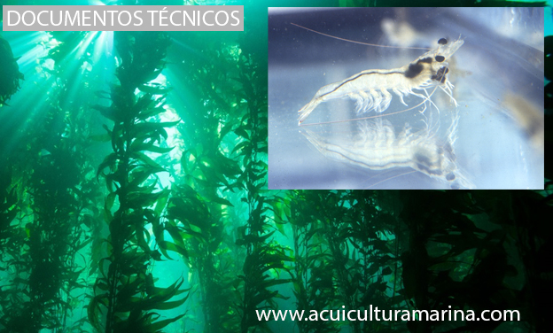 Inclusion de algas en la dieta de langostino