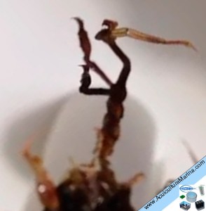 caprelidos, fauna asociada a los mejillones