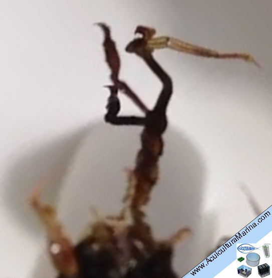 caprelidos, fauna asociada a los mejillones