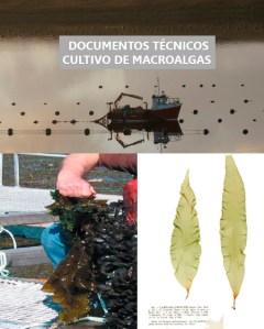 CULTIVO-DE-ALGAS-LAMINARIALES