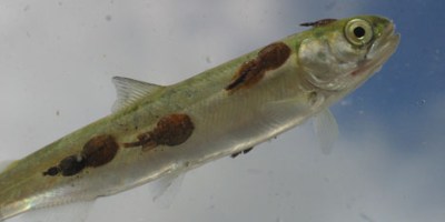 Parasitos externos del salmon atlantico