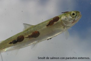 Parasitos externos del salmon atlantico