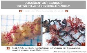 Manual de cultivo de algas comestibles