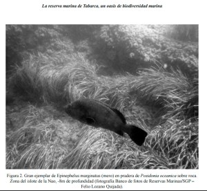 reserva-marina-tabarca-oasis-biodiversidad