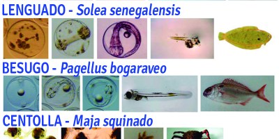 Especies de acuicultura en Galicia, ciclo biologico.