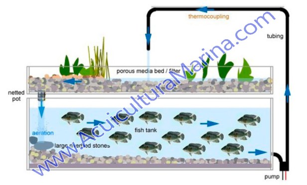 esquema-sistema-acuaponico-amti