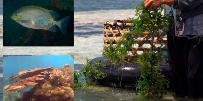 el cultivo de algas es beneficioso