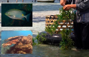 el cultivo de algas es beneficioso