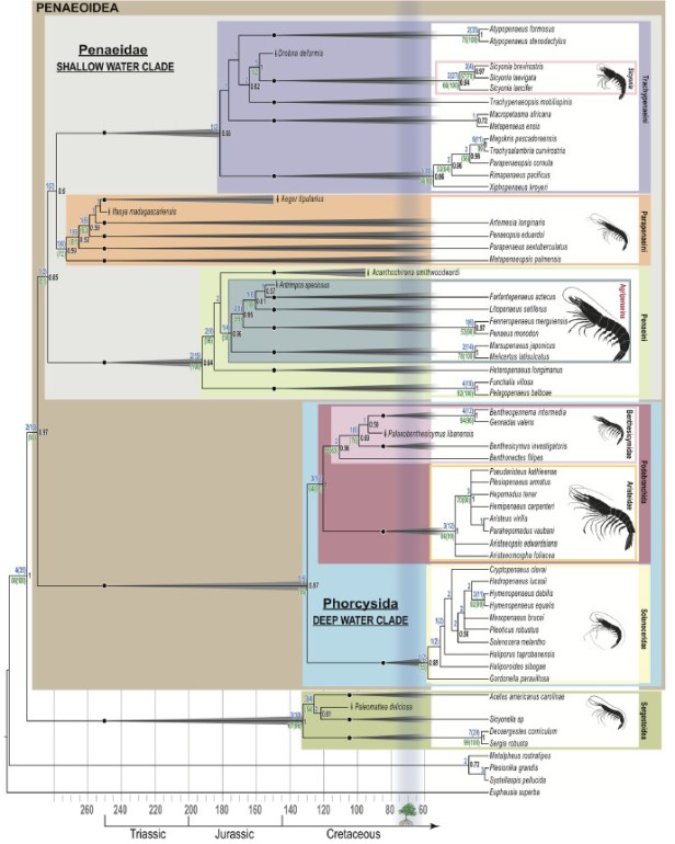 proceso evolutivo de los langostinos