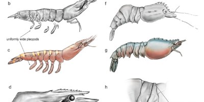 fosiles del ancestro del langostino de acuicultura