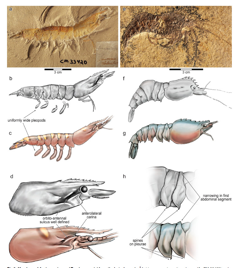 fosiles del ancestro del langostino de acuicultura