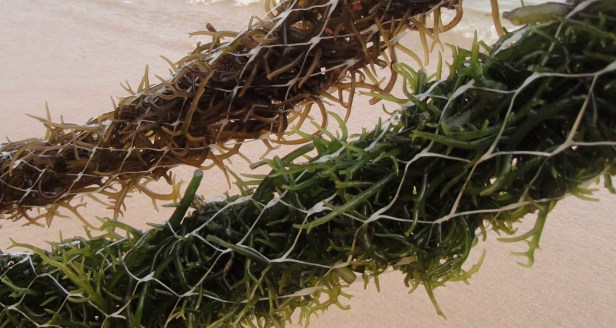 acuicultura de algas rojas cultivadas