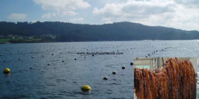 cultivo de macroalgas marinas con boyas en galicia