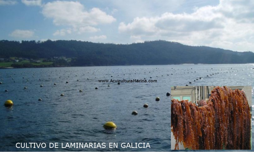 cultivo de macroalgas marinas con boyas en galicia