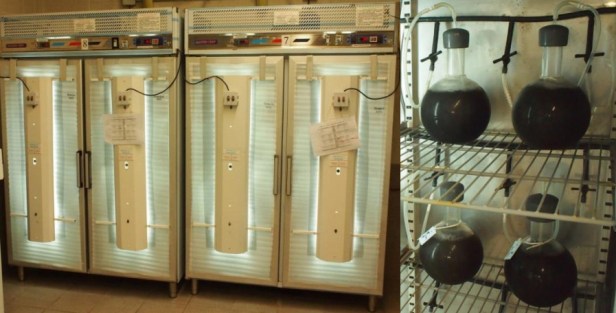 laboratorio-cultivo-de-algas-marinas