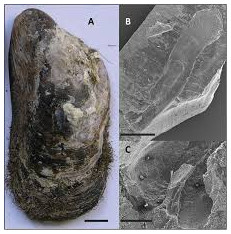 endolitos parasitos de mejillones