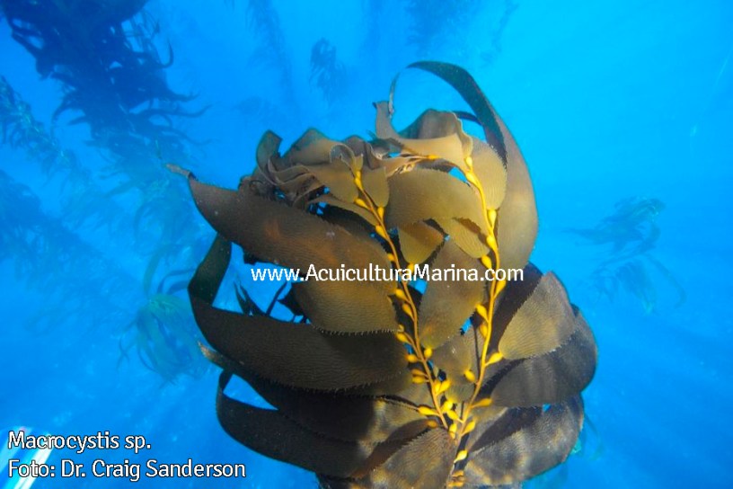 Algas Macrocystis de cultivo en Tasmania