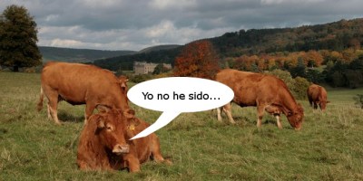 Vacas alimentadas con algas marinas emiten menos metano