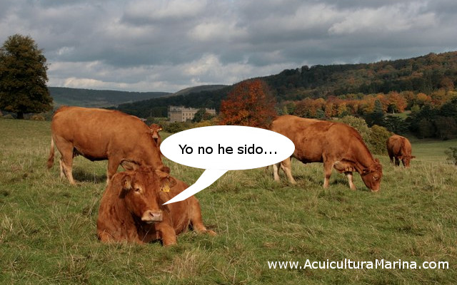 Vacas alimentadas con algas marinas emiten menos metano