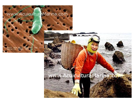 acuicultora-grave-infeccion-vibrio-spp