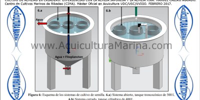 Cultivo de almejas fina y babosa en criadero