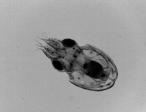 paralarva de pulpo cultivado