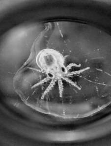 paralarva de pulpo en fase de asentamiento